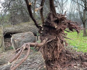 Tree service Long Valley