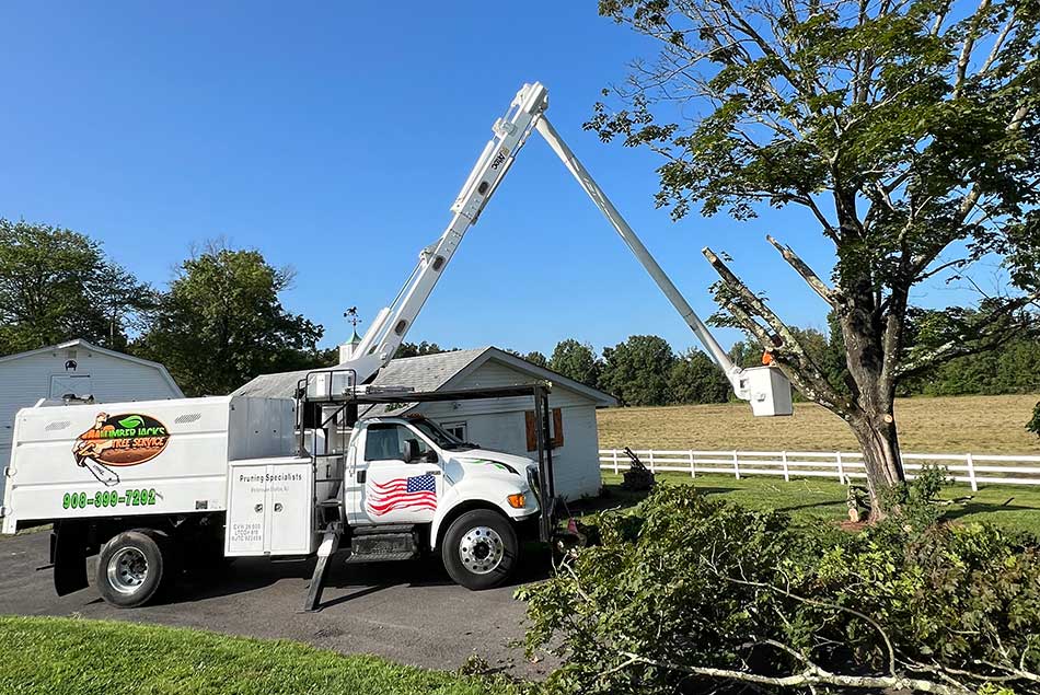 Commercial Tree Care