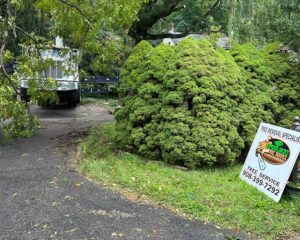 Good Tree Removal Service​