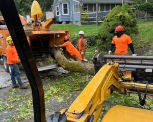 Tree Removal Cost in NJ