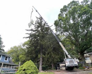 Winter Tree Removal in New Jersey