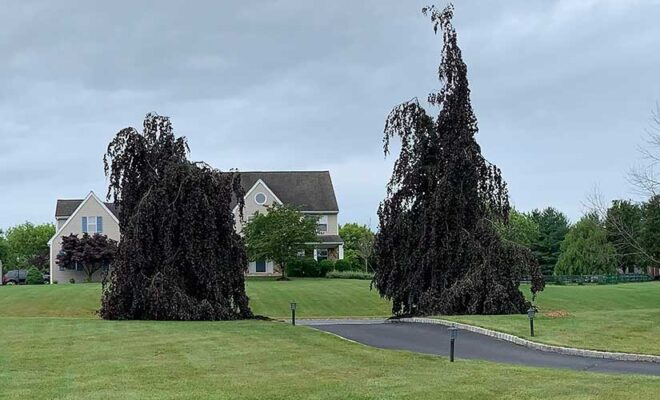 Tree Pruning and Stump Grinding