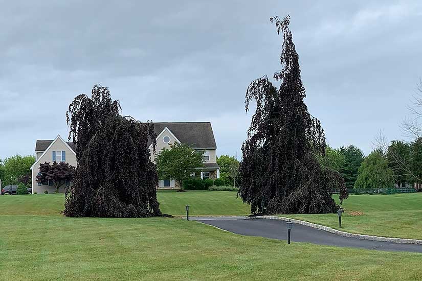 Tree Pruning and Stump Grinding