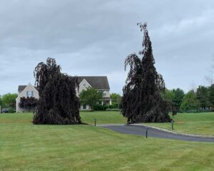 Tree Pruning and Stump Grinding