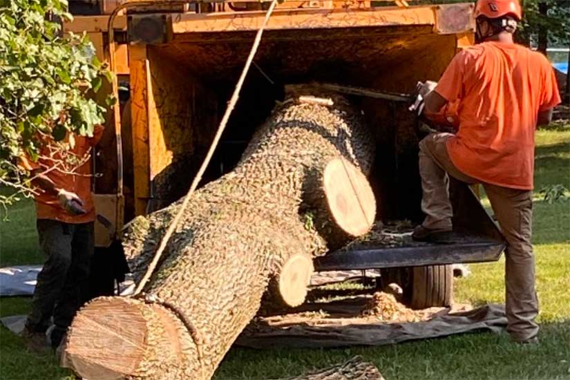 DIY vs Professional Tree Removal in New Jersey