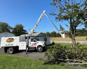 emergency tree removal service