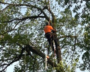 emergency tree removal service