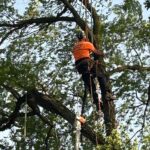 emergency tree removal service