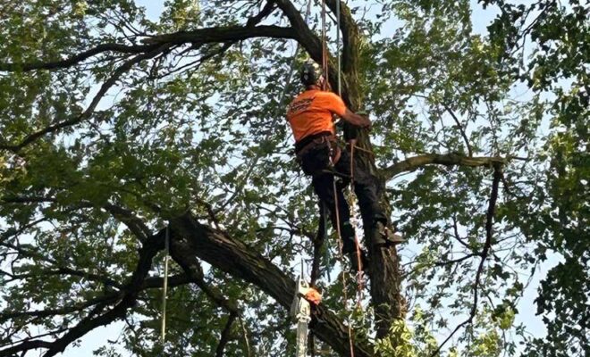 emergency tree removal service