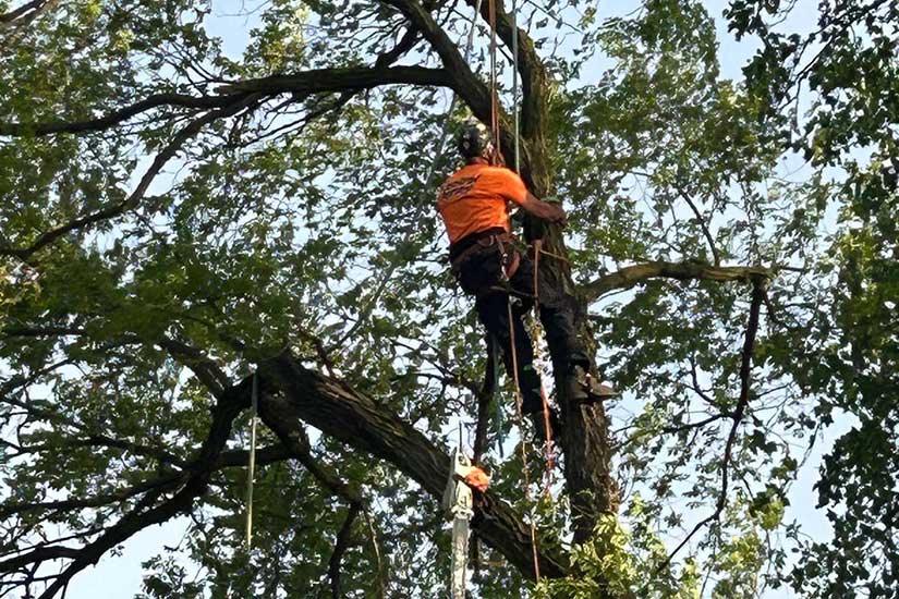 emergency tree removal service