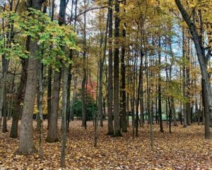 Emergency Tree Service Long Valley