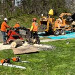 Tree Surgeons Long Bridge