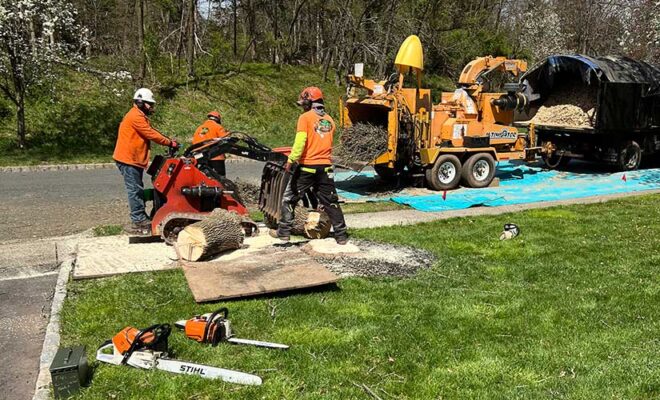 Tree Surgeons Long Bridge