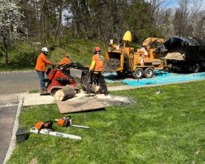 Tree Surgeons Long Bridge