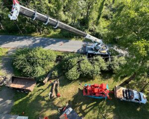 Tree Surgeons Long Bridge