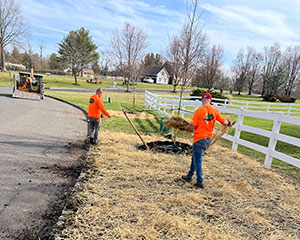 Tree planting and hedge trimming-1