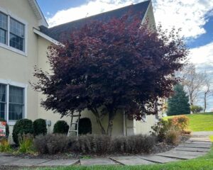 Best Time for Tree Trimming in New Jersey