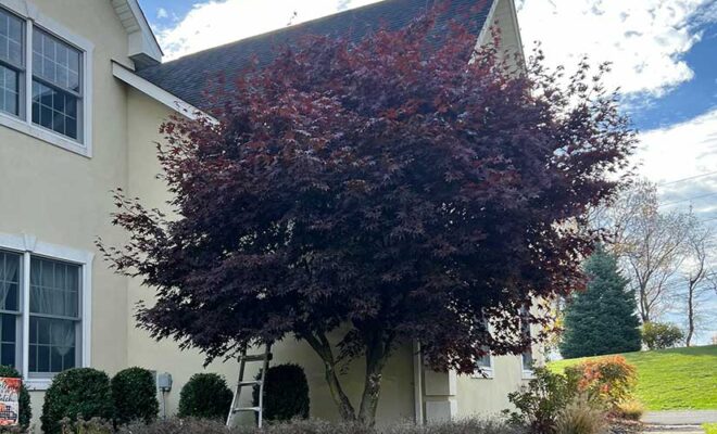 Best Time for Tree Trimming in New Jersey