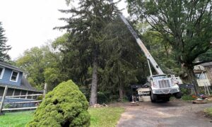 Local Tree Service​ New jersey