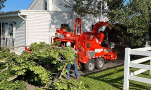 Local Tree Service​ New jersey