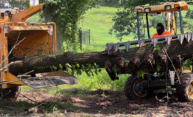 Local Tree Service​ New jersey