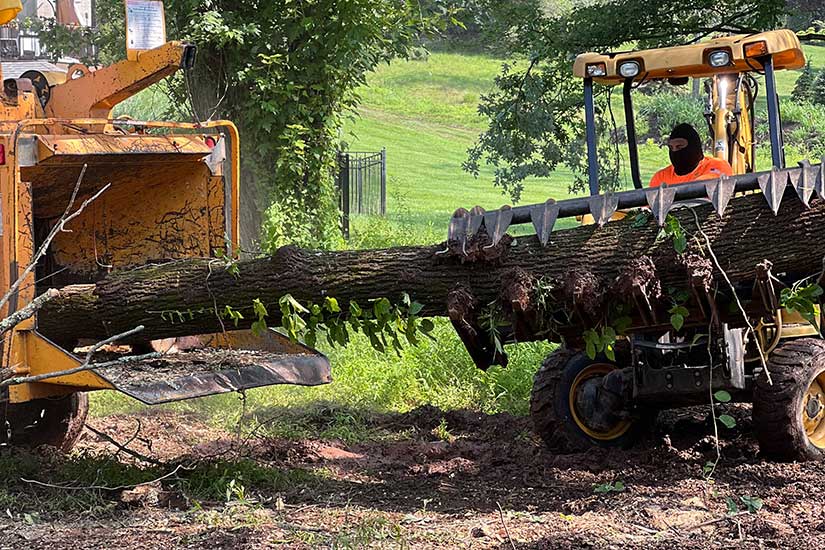 Local Tree Service​ New jersey