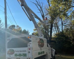 Professional Arborist Near New Jersey