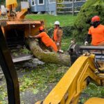 Tree and bush trimming services NJ