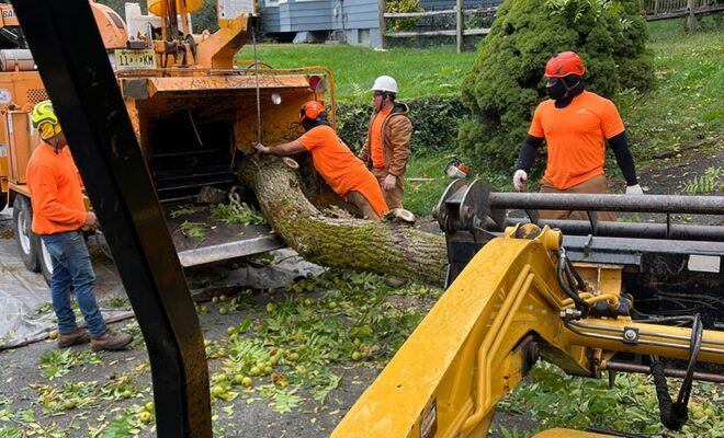 Tree and bush trimming services NJ