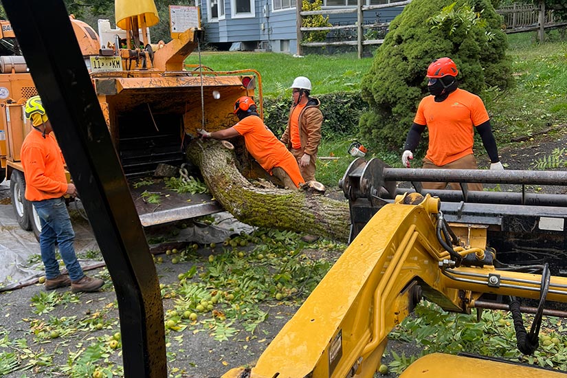 Tree and bush trimming services NJ