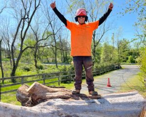 Emergency Tree Service Bloomsbury