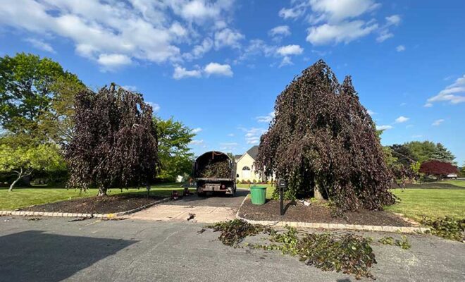 Emergency Tree Service Bloomsbury