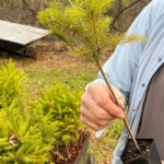 professional tree hazard assessment