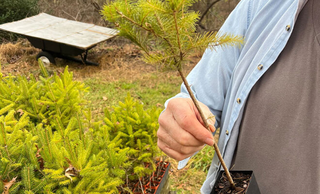 professional tree hazard assessment