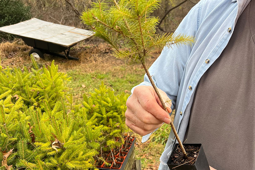 professional tree hazard assessment