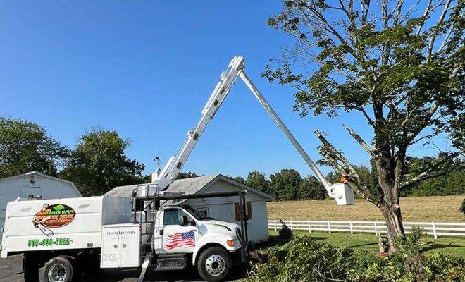 Emergency Tree Cutters in New jersey
