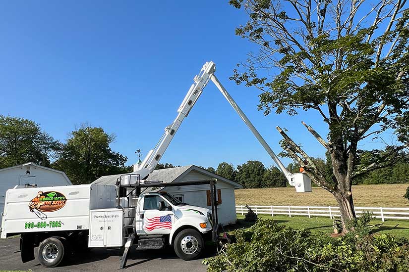 Emergency Tree Cutters in New jersey