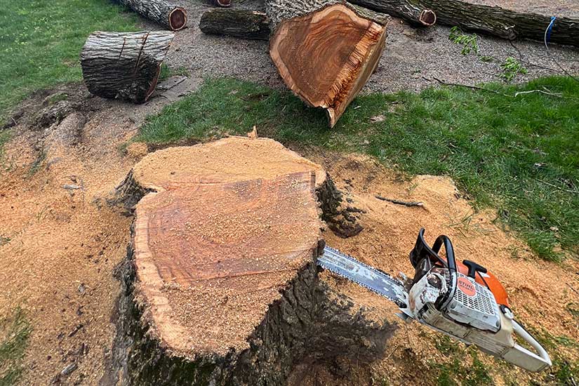Emergency Tree Cutters in New jersey