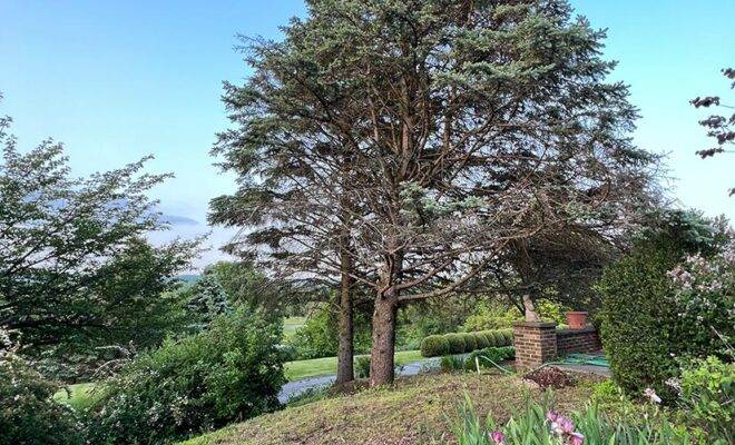 Experienced Tree Pruning Service NJ