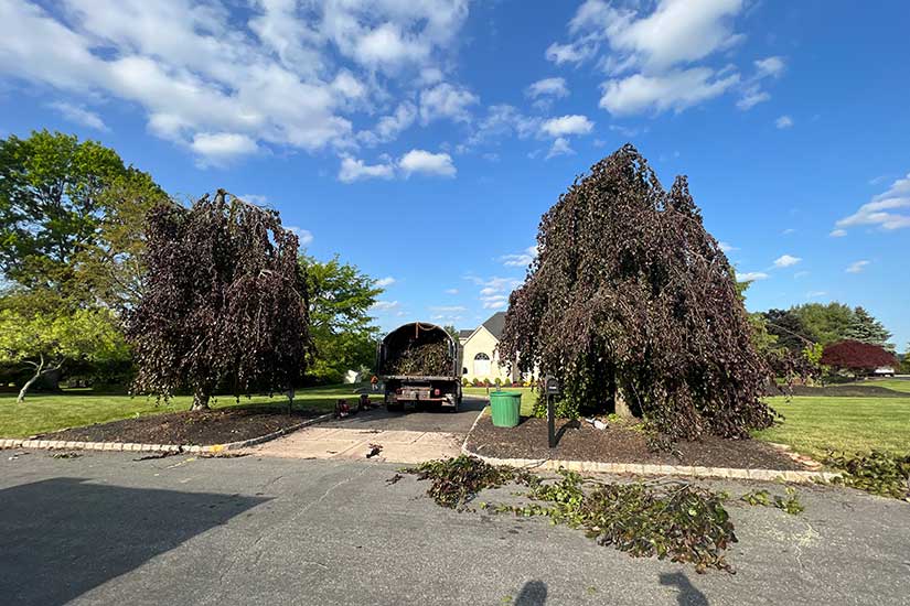 Commercial Tree Trimming Service New Jersey