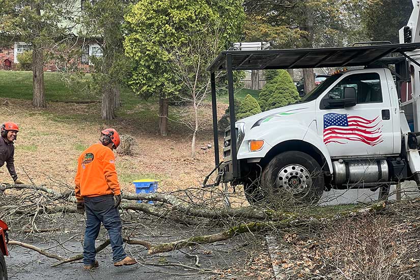 Commercial Tree Trimming Service New Jersey