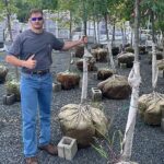 cost to plant a tree in NJ