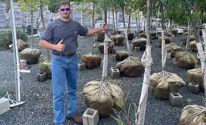 cost to plant a tree in NJ