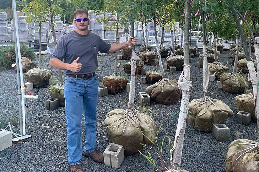 cost to plant a tree in NJ