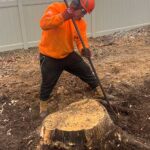 Dead Tree Removal New jersey