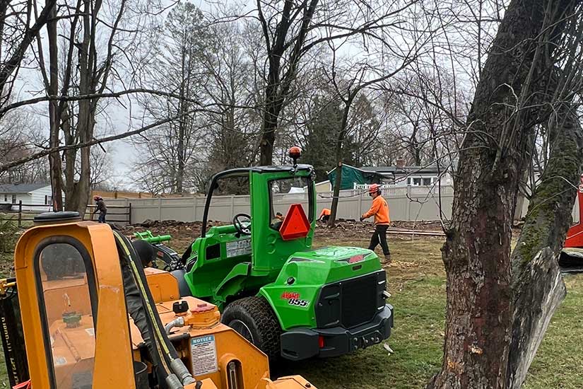 Dead Tree Removal New jersey