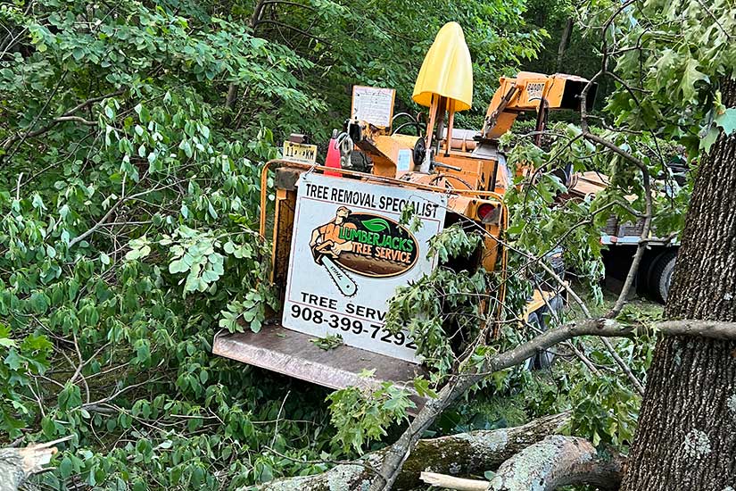 Dead Tree Removal New jersey