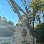 Expert Tree Care and Maintenance Services