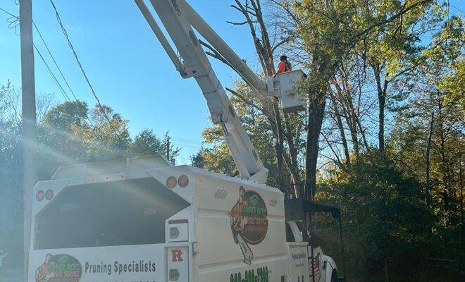 Expert Tree Care and Maintenance Services