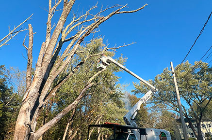 Expert Tree Care and Maintenance Services New Jersey